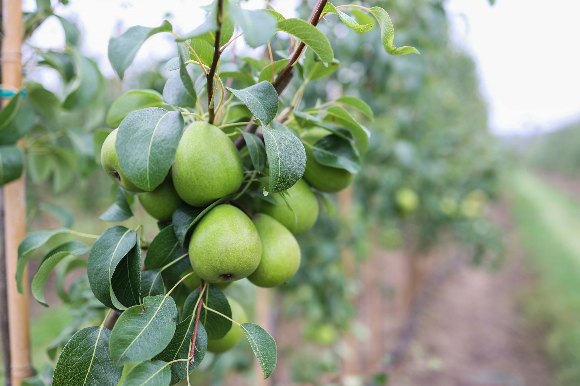 Svenska gröna pärong som hänger tätt tillsammans på ett päronträd i päronlunden